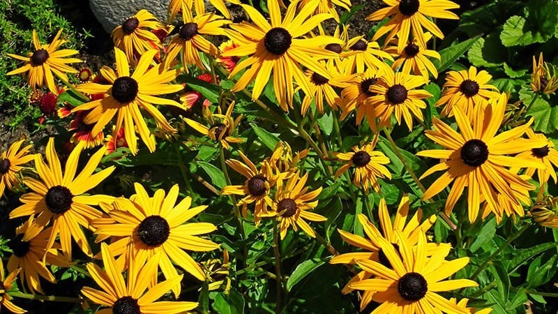 bea plantas-sequia-07a-a b